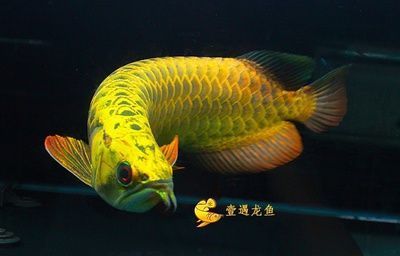 紅龍魚飼養(yǎng)方法及注意事項(xiàng)視頻講解（紅龍魚飼養(yǎng)方法及注意事項(xiàng)視頻講解大全）