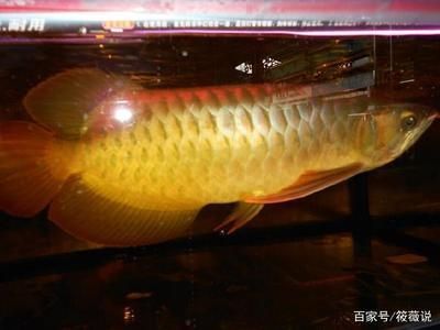 博羅縣園洲鎮(zhèn)繽紛七彩水族館（博羅縣園洲鎮(zhèn)繽紛七彩水族館電話） 全國水族館企業(yè)名錄