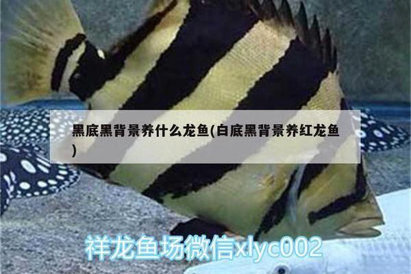 红龙鱼可以用白底黑背景缸养吗：关于红龙鱼在白底黑背景环境下的一些详细信息