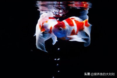 40公分龍魚多少錢（40公分的龍魚多少錢）