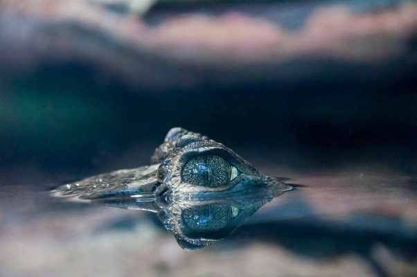 養(yǎng)龍魚用多大的缸合適圖片(多大的魚缸適合養(yǎng)龍魚)