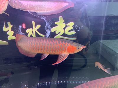 超白魚缸刮花了怎么修復(fù)圖片（超白魚缸刮花了怎么修復(fù)圖片大全）