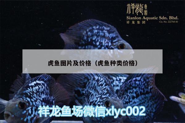 2023年鱼缸放在什么位置好（2020年鱼缸放在什么方位）