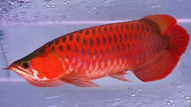 魚缸幾天換水為最好（如何維護魚缸生態(tài)平衡） 龍魚百科