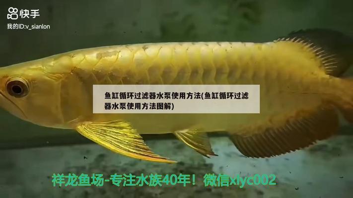 七彩雷龍魚缸尺寸多大（七彩雷龍魚缸尺寸多大合適）