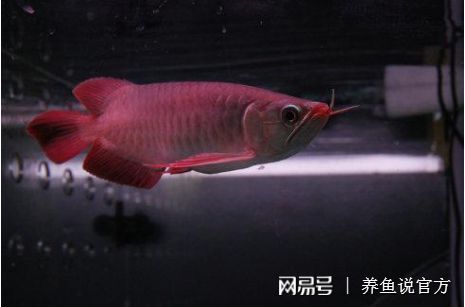 閩江水族魚缸質(zhì)量如何?。ㄩ}江水族魚缸質(zhì)量如何啊知乎）