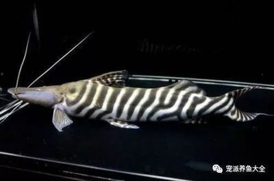 <strong><mark>arowana</mark></strong> in Norfolk Island : Exploring the Fascinating World of <strong><mark>arowana</mark></strong> in Norfolk Island: A Guide to Location, Distribution, Business Hours, and Products