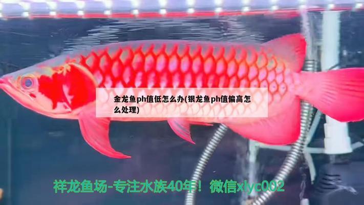 紅龍魚(yú)的好處與壞處是什么呢（紅龍魚(yú)的好處與壞處是什么呢圖片）