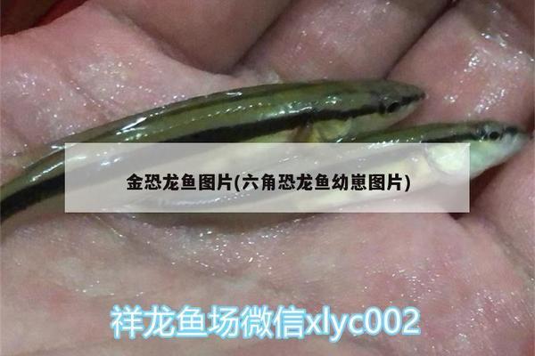 藍曼龍魚和黃曼龍魚能繁殖么（藍曼龍魚和黃曼龍魚能繁殖么圖片）