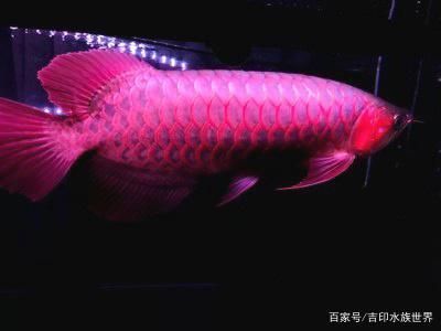 帝王血紅龍魚(yú)圖片（帝王血紅龍魚(yú)為什么會(huì)呈現(xiàn)出帝王般的紅色？）