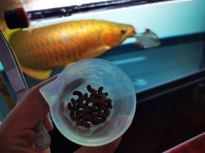 太原市杏花岭区飞跃水族馆：太原市杏花岭区飞跃水族馆电话