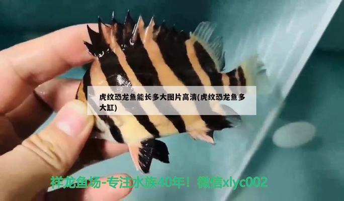 黃金鴨嘴魚(yú)《口袋妖怪魂銀一周目地圖上的怪獸》