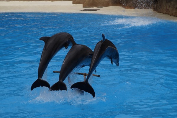 魚缸增氧泵太響了怎么回事兒 水族問答