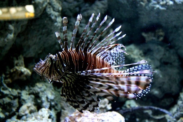 綏德縣徐健水族館（綏德縣徐健水族館地址） 全國水族館企業(yè)名錄