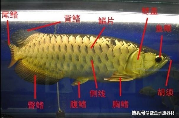 魚缸擺設(shè)風(fēng)水好不好呀（魚缸擺設(shè)風(fēng)水好不好呀視頻）