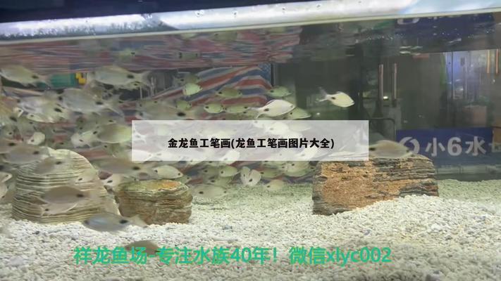 魚缸氧氣泵怎么使用圖片（魚缸氧氣泵怎么使用圖片大全）