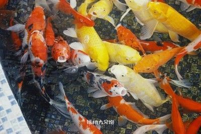 玉泉区刘俊峰卫浴水族箱经销部（刘俊峰简介）