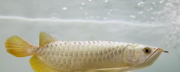 膠南市在水一方水族館（黃島在水一方） 一方水族