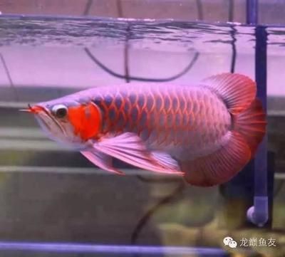 火龍魚能和什么混養(yǎng)好看又好養(yǎng)(火龍魚可以和熱帶魚混養(yǎng)嗎_) 祥龍金禾金龍魚