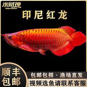 廣州有幾個(gè)觀賞魚(yú)市場(chǎng)（廣州有幾個(gè)觀賞魚(yú)市場(chǎng)地址）