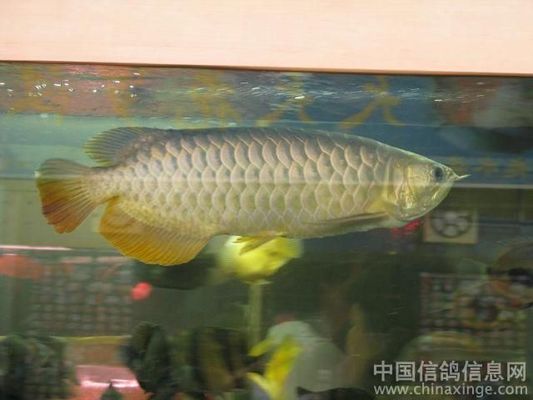 紅龍魚怎么調(diào)理狀態(tài)好一點(diǎn)視頻（紅龍魚怎么調(diào)理狀態(tài)好一點(diǎn)視頻教程） 龍魚百科