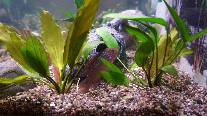 撫順今日裝飾城景裕生態(tài)水族體驗館（撫順今日裝飾城景裕生態(tài)水族體驗館怎么樣） 全國水族館企業(yè)名錄