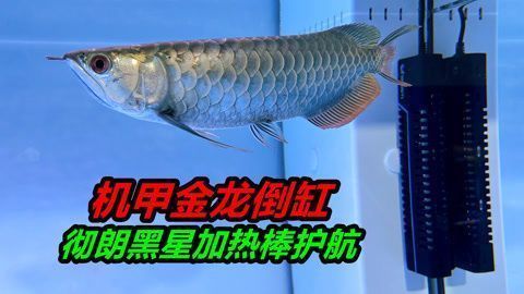 辛集市静心水族店（辛集市静心水族店电话）