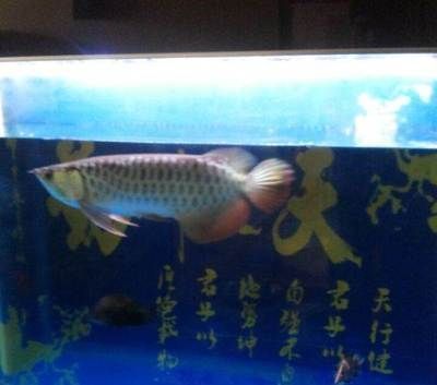 魚缸褐藻解決辦法(魚缸褐藻如何處理)