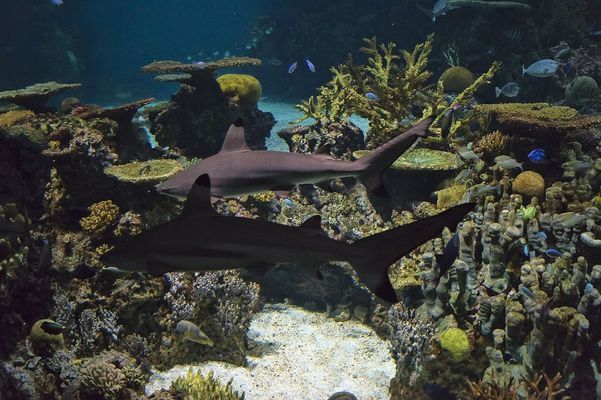 凌源市永軍水族箱專營店（凌源市永軍水族箱專營店地址）