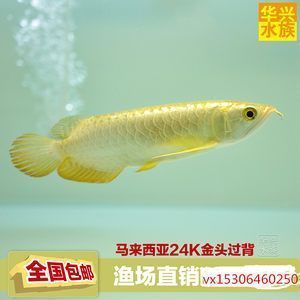 鞍山經濟開發(fā)區(qū)升升水族館（鞍山經濟開發(fā)區(qū)升升水族館電話）