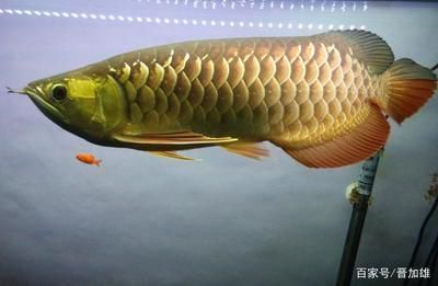 綠園區(qū)大自然花鳥魚商城匯源水族館（綠園區(qū)大自然花鳥市場）