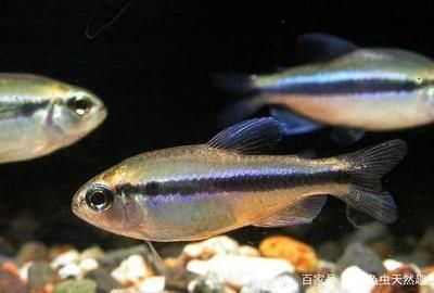 金鉆魚(yú)缸怎么放水視頻（金鉆魚(yú)缸怎么放水視頻教程）