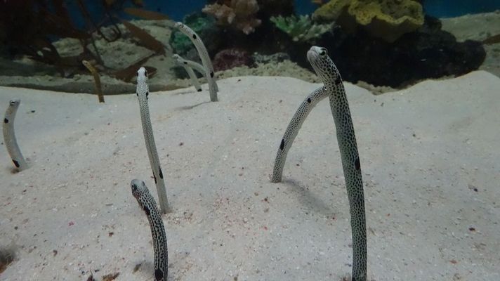 1米二魚缸用多大水泵比較好（1米二魚缸用多大水泵比較好呢）