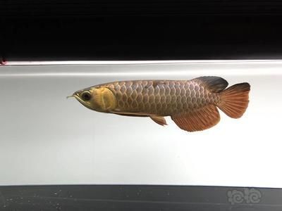 曼龍魚照片（曼龍魚是一種常見的熱帶魚，以其鮮艷的體色和優(yōu)雅的泳姿而著名）