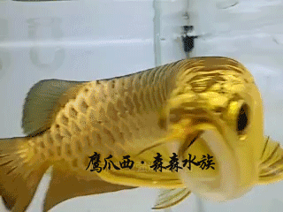 龍魚不愛吃食游動(dòng)緩慢是什么原因造成的怎么辦（龍魚不愛游動(dòng)不吃食） 龍魚疾病與治療