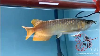 黃水魚(yú)缸怎么做好看又實(shí)用圖片