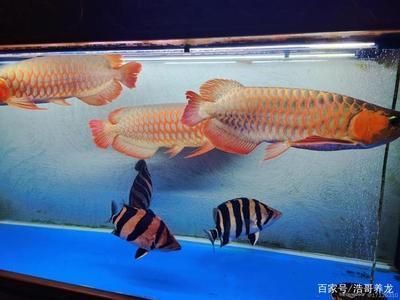 石河子市魚戲坊水族館（石河子市魚戲坊水族館電話）