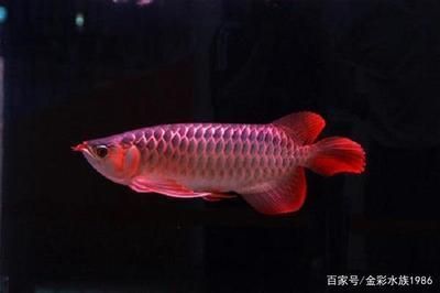 鱼缸隔板哪里能买到 水族问答