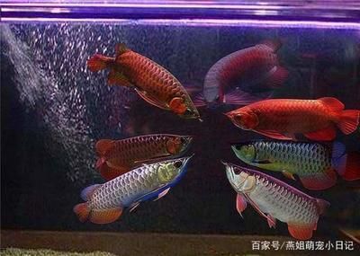 大白魚(yú)觀賞魚(yú)怎么養(yǎng)活的（大白魚(yú)觀賞魚(yú)怎么養(yǎng)活的視頻）