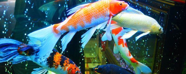 廣州市荔灣區(qū)偉江水族店