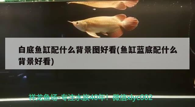 魚缸七彩燈遙控壞了（魚缸七彩燈遙控壞了怎么辦） 紅龍魚百科