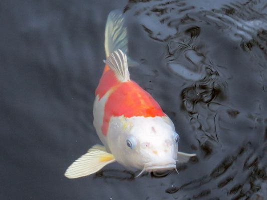 魚缸里水流聲音太大怎么辦視頻（魚缸里水流聲音太大怎么辦視頻教程）