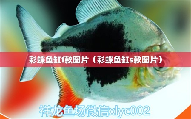 1米8魚缸養(yǎng)幾條龍魚合適（1米8魚缸養(yǎng)幾條龍魚合適呢）