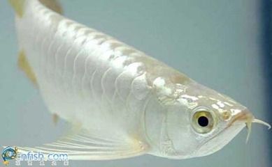 The Exotic World of <strong><mark>arowana</mark></strong> in Gisenyi: A Comprehensive Guide to Location, Distribution, Business Hours, and Products Available