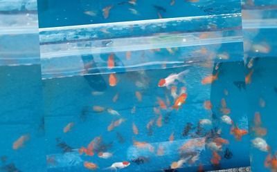 The Exotic World of <strong><mark>arowana</mark></strong> in Gujranwala: A Comprehensive Guide to Location, Distribution, Business Hours, and Products