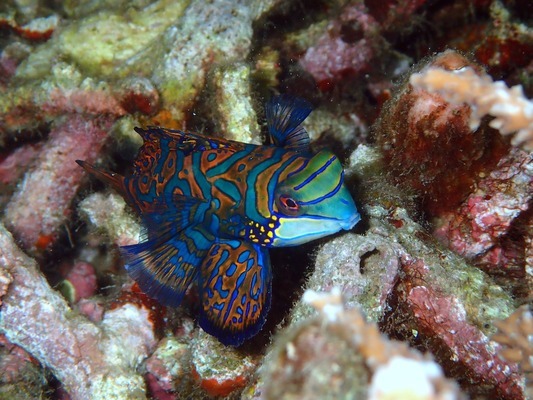 七臺河觀賞魚養(yǎng)殖基地地址（七臺河觀賞魚養(yǎng)殖基地地址在哪） 祥龍水族醫(yī)院