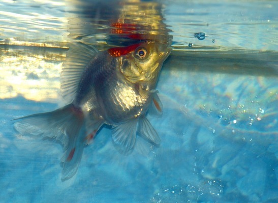 龍魚不太肯游（龍魚不太肯游泳怎么辦）