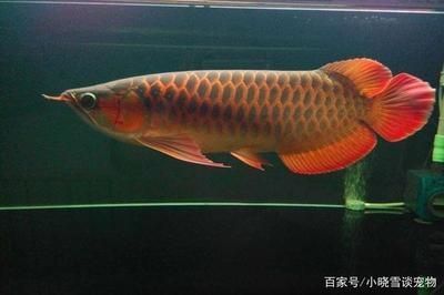 紅龍魚(yú)一年長(zhǎng)多大算正常的（紅龍魚(yú)一年長(zhǎng)多大算正常的呢）