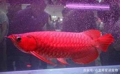 博宇魚(yú)缸水泵安裝圖解 水族問(wèn)答