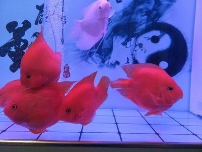 沙縣進(jìn)興水族館（沙縣進(jìn)興水族館電話） 全國水族館企業(yè)名錄